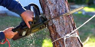 How Our Tree Care Process Works  in  Tano Road, NM