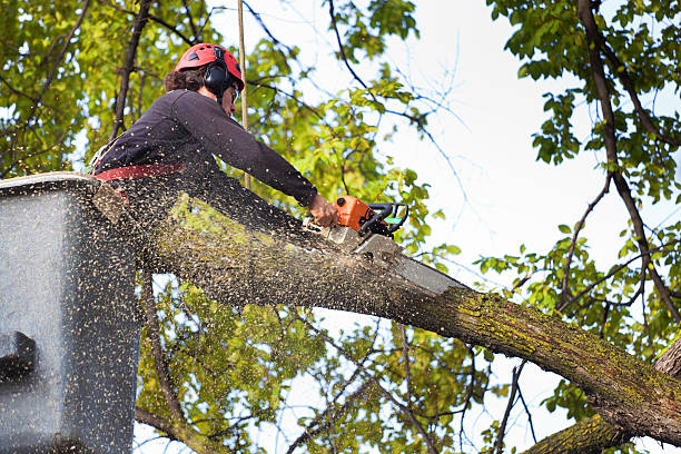 Professional Tree Removal Services in Tano Road, NM